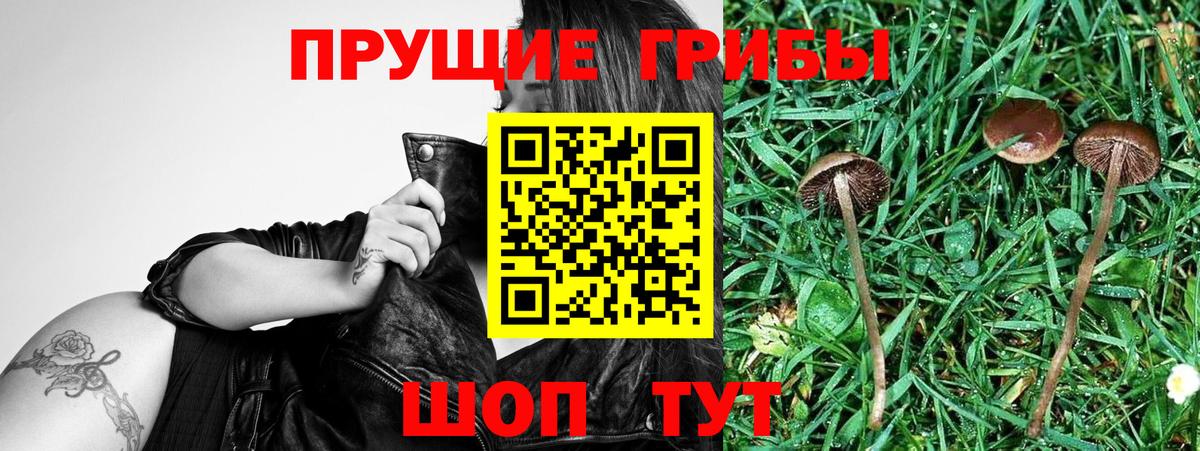 Искитим  Псилоцибиновые грибы Psilocybe  Вход с VPN 